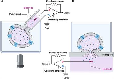 Development of automated patch clamp assays to overcome the burden of variants of uncertain significance in inheritable arrhythmia syndromes